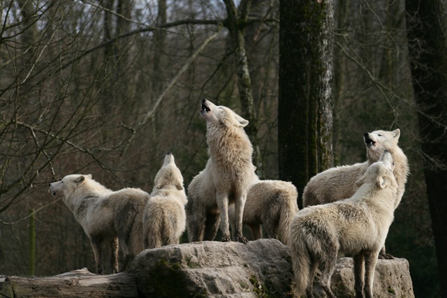 [artic_wolves_howling_by_Nashoba67[2].jpg]