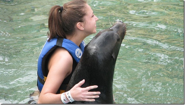 Sea Lion Swim