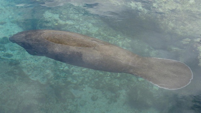 [Manatee[9].jpg]