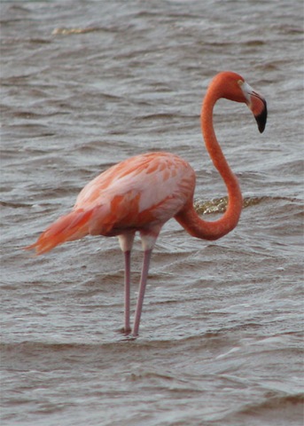 [MX09_Celestun_Flamingo5.jpg]