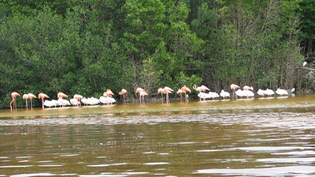 [MX09_Celestun_Flamingos4.jpg]