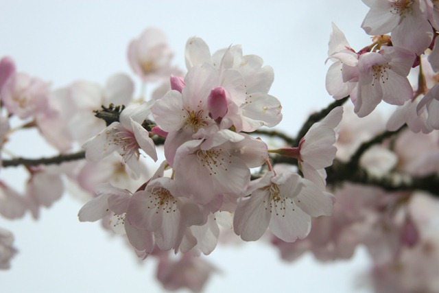 [blossoms closeup[3].jpg]