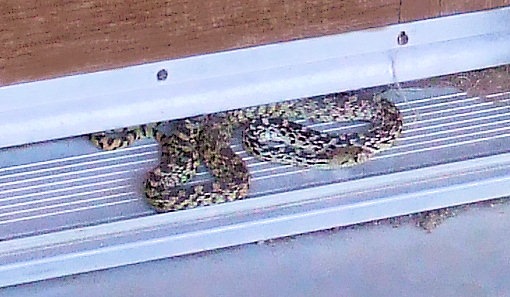 [Rattlesnake[4].jpg]