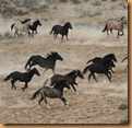peaks herd 4