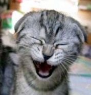 gato rindo gato rindo