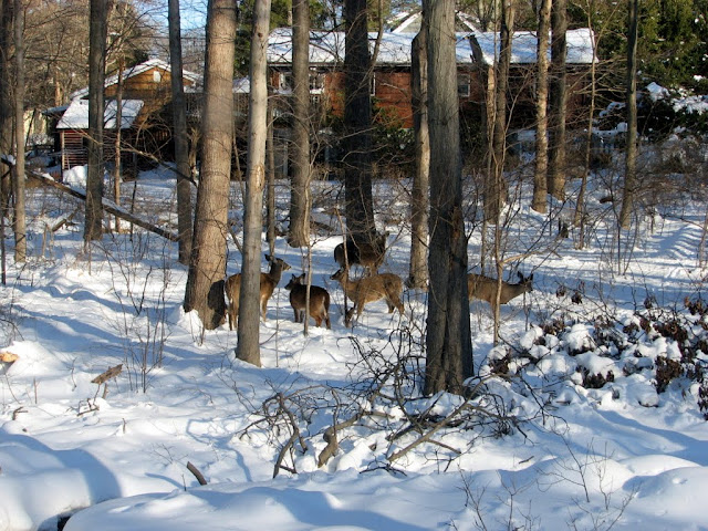 Deer in the back yard after a snowfall