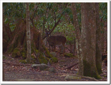 White Tailed Deer