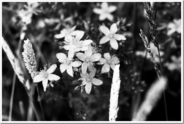 IMG_4894 IMG_4894