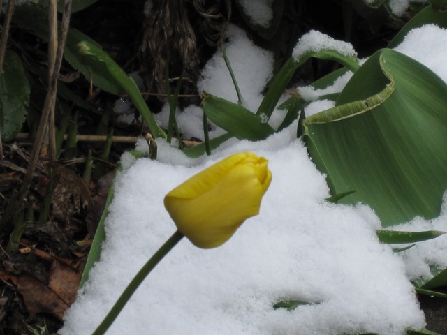 [AprilSno_040709 011[3].jpg]