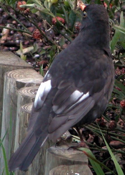 Blackbird - white wing patches | Project Noah
