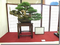 EUK Pinus sylvestris Paul Putseys 2