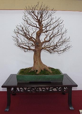 [EUK Stewartia Ronny Ernest 7[2].jpg]