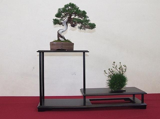 [EUK Shohin Juniperus Hans 12[2].jpg]