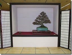 EUK Fagus sylvatica Jef 1