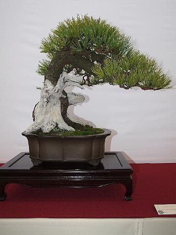 [EUK Pinus cembra JP Polmans 5[2].jpg]