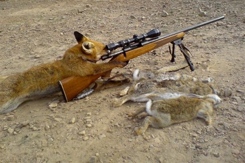 Fox_hunting