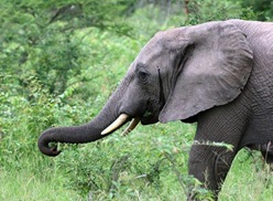 elephant1_1367620i