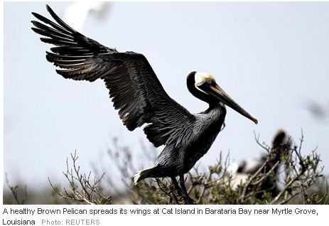 [Pelican[4].jpg]