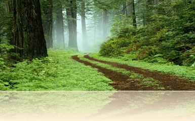 Uma trilha de floresta no parque Redwoods State, Califórnia. Uma trilha de floresta no parque Redwoods State, Califórnia.