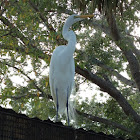 Great Egret