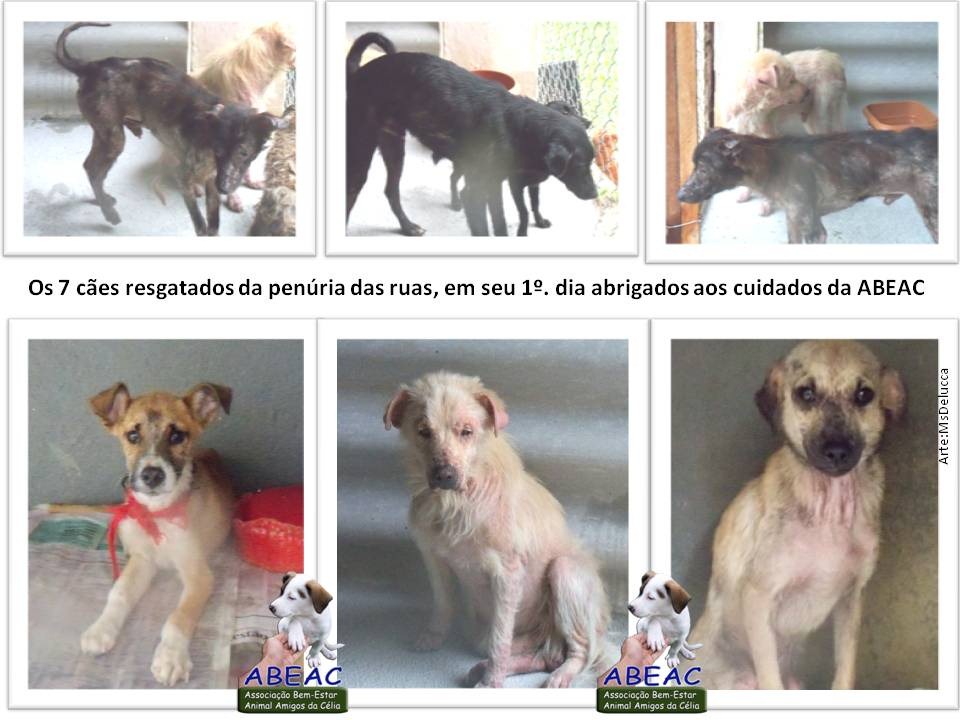 [abeac_resgate7 (4)[5].jpg]