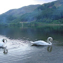 Mute Swans