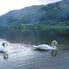 Mute Swans