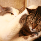 ...Katzen. "Do you have some cats to stroke?" :-))