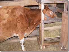 Josey in the homemade stanchion