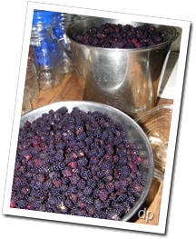 freshly picked blackberries