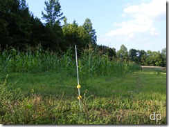 electric fence around the corn field