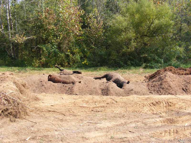 Extreme Composting - Homesteading Questions