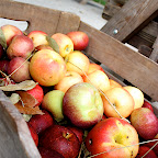 New England Harvest photo