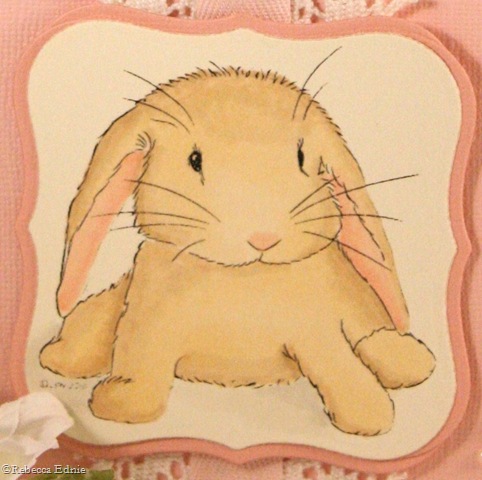 [baby bunny wabbit closeup[4].jpg]