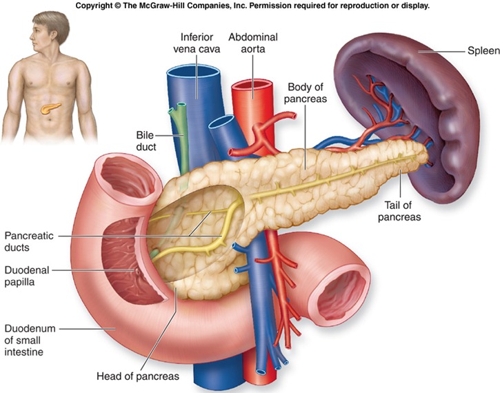 f20-13at_pancreas_c