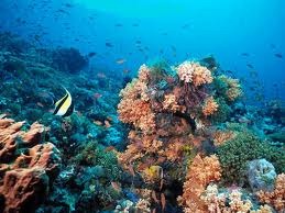 [coral3.jpg]