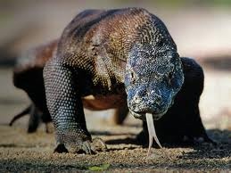 [komodo5.jpg]