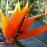 Flowers - Close Ups