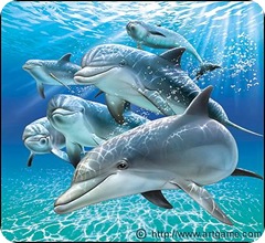 sunlit-dolphins