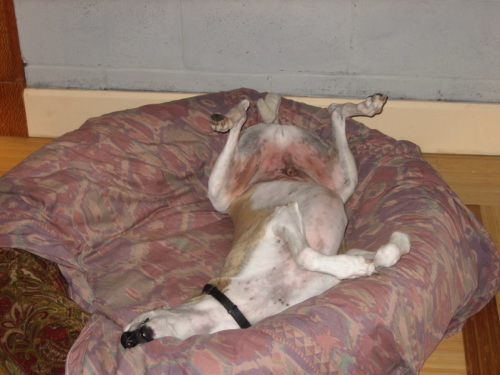 Sylvias house is home base for canvassing. This is one of her two greyhound-mix dogs taking a load off.