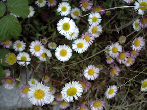 sandbay_daisies_may09.jpg sandbay_daisies_may09.jpg