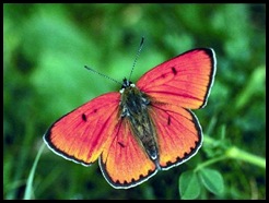 Cópia de borboleta_vermelha-320 Cópia de borboleta_vermelha-320