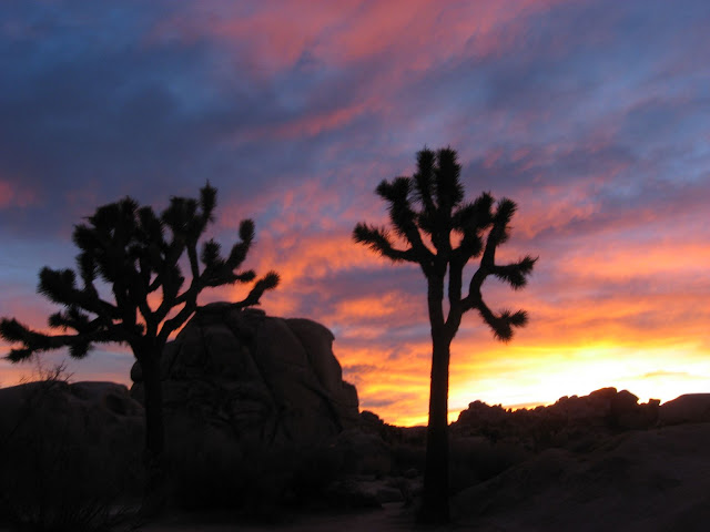 Joshua Tree