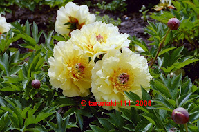 Intersectional 'Garden Treasure' 