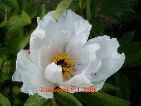 chinesische Suffruticosa 'Feng Dan Bai' 