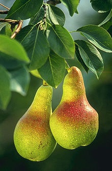 [220px-Pears[3].jpg]
