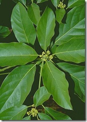 abacateiro abacateiro