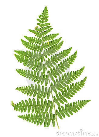 [fern-leaf-isolated-largethumb1135377[1][12].jpg]