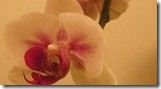 DSCN4200_thumb[3]
