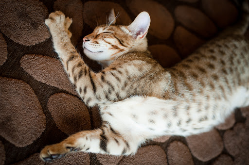 kittenn